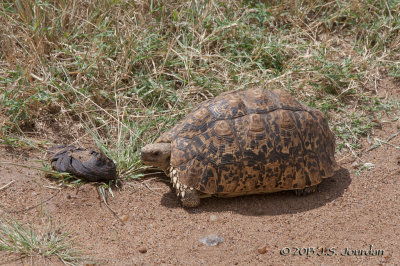 _AFR5536LeopardTortoise.jpg