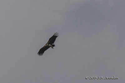 D71_5931WhiteheadedVulture.jpg