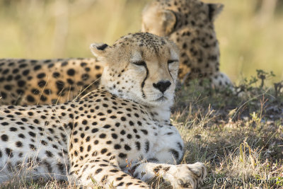 D71_6054Cheetah.jpg