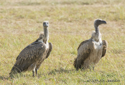 D71_6264AfricanWhitebackedVulture.jpg