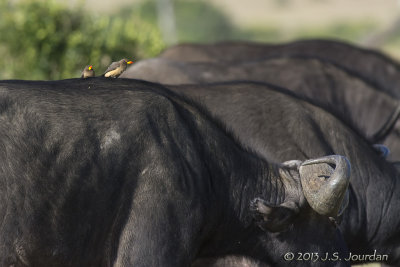 D71_7201YellowbilledOxpecker.jpg