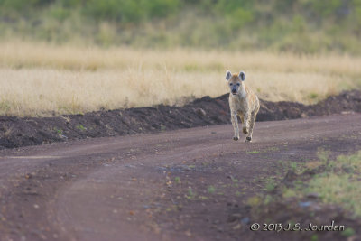 D71_7895Hyena.jpg