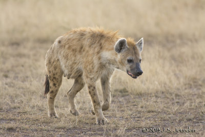 Zebra vs Hyena