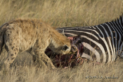 D71_7907Hyena.jpg