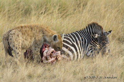 D71_7917Hyena.jpg