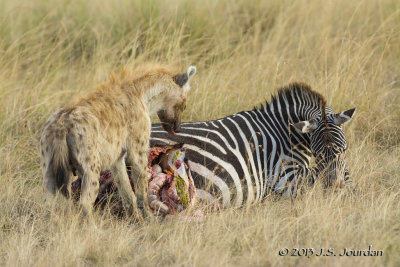 D71_7918Hyena.jpg