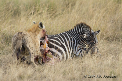 D71_7919Hyena.jpg