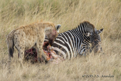 D71_7922Hyena.jpg