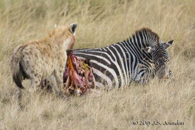 D71_7924Hyena.jpg