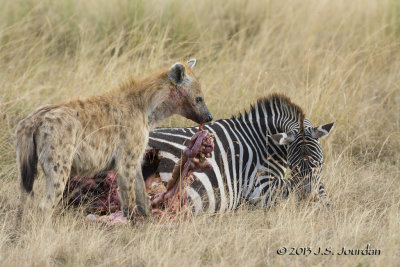 D71_7925Hyena.jpg