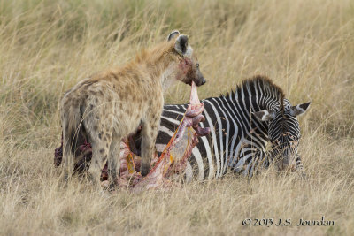 D71_7927Hyena.jpg