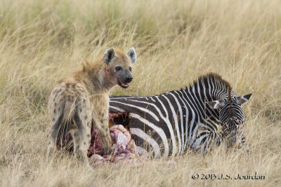 D71_7928Hyena.jpg