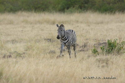 D71_7930Hyena.jpg