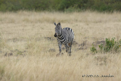 D71_7931Hyena.jpg