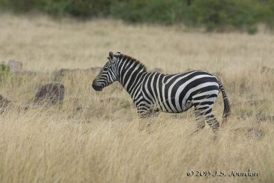 D71_7933Hyena.jpg
