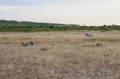 _AFR6420Hyena.jpg