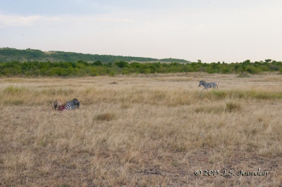 _AFR6421Hyena.jpg