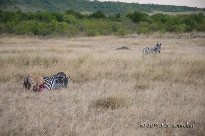 _AFR6422Hyena.jpg