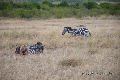 _AFR6429Hyena.jpg