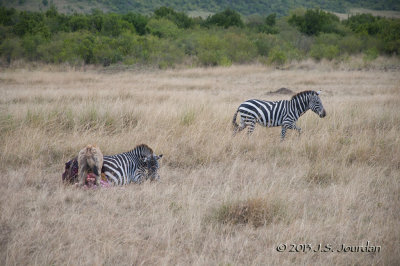 _AFR6431Hyena.jpg