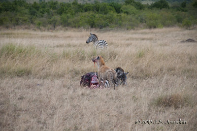 _AFR6432Hyena.jpg