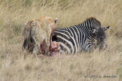 D71_7934Hyena.jpg