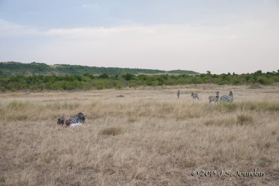 _AFR6435Hyena.jpg