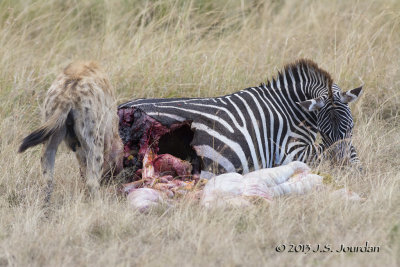 D71_7938Hyena.jpg