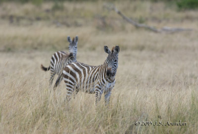 D71_7939Hyena.jpg