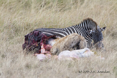 D71_7943Hyena.jpg