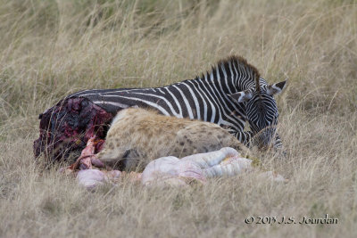 D71_7944Hyena.jpg