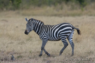 D71_7945Zebra.jpg