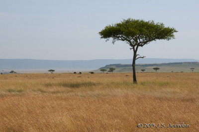 _AFR6569MasaiMara.jpg