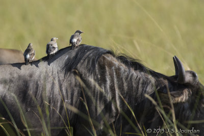 D71_8130WattledStarling.jpg