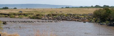 Zebra_Pano6590_93.jpg