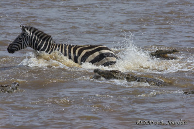 D71_8268Zebra.jpg