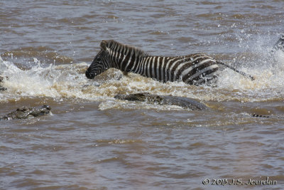 D71_8269Zebra.jpg