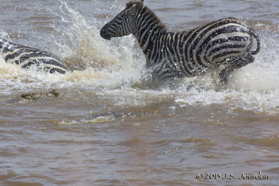 D71_8271Zebra.jpg