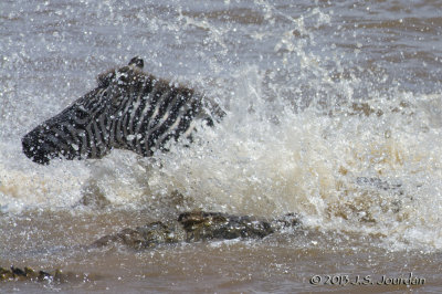 D71_8275Zebra.jpg