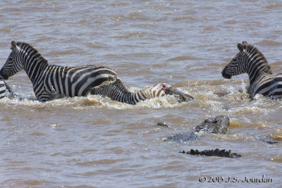 D71_8277Zebra.jpg