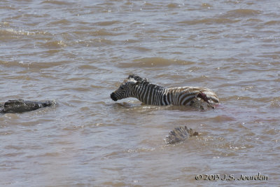 D71_8295Zebra.jpg