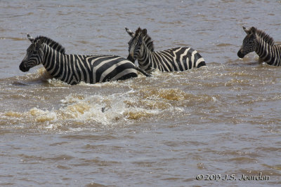 D71_8317Zebra.jpg