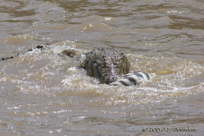 D71_8330Zebra.jpg