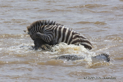 D71_8341Zebra.jpg