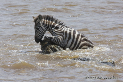 D71_8343Zebra.jpg