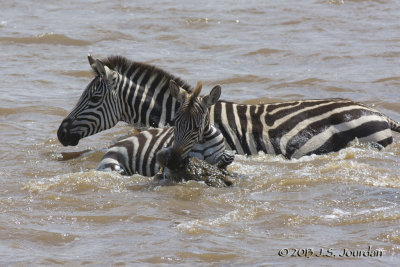 D71_8348Zebra.jpg