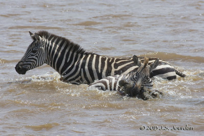 D71_8349Zebra.jpg