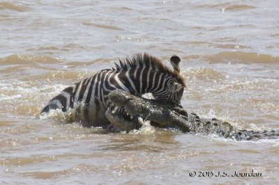 D71_8352Zebra.jpg