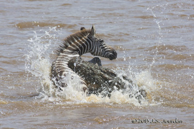 D71_8355Zebra.jpg