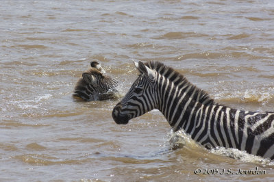 D71_8358Zebra.jpg